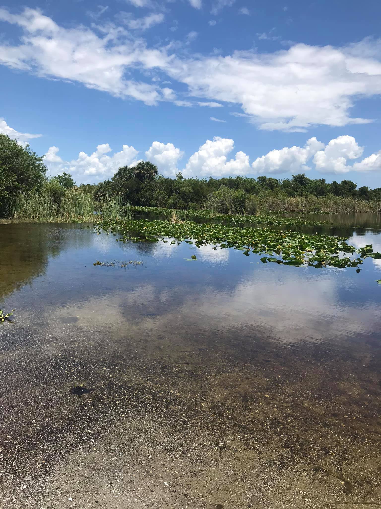 Tree Top Flyer (Live Version)